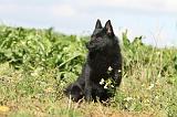 SCHIPPERKE 428